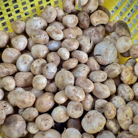 पुटपुरा