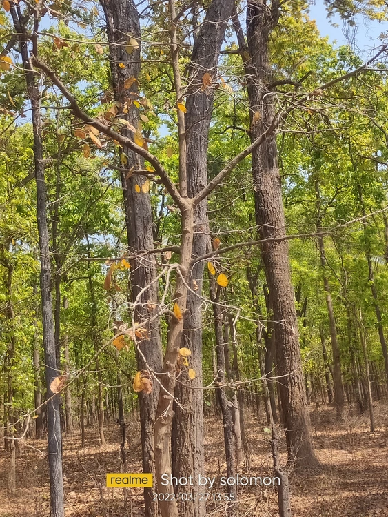 बैगा इलाका