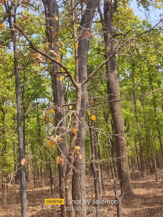 बैगा इलाका